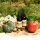 Propolis-Tinktur, 100 ml