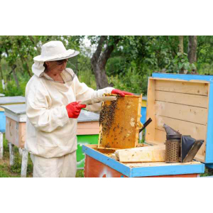 Propolis-Tinktur, 50 ml